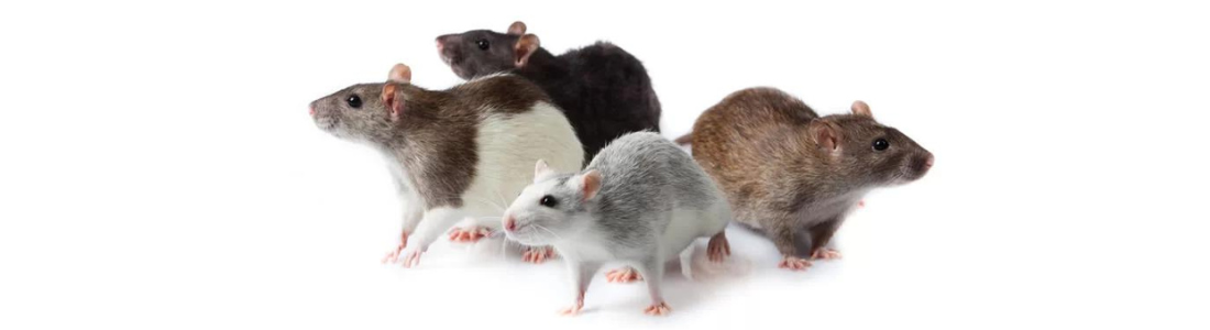 Infestação de Roedores em São Bernardo do Campo  24 HORAS